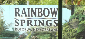 Rotorua Attraction | Rainbow Springs