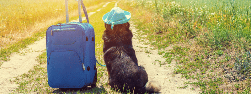 Tips For Travelling With Your Pets In Rotorua